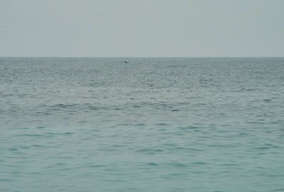 На этой фотографии есть дельфин!